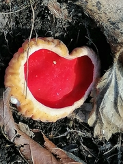 Sarcoscypha coccinea