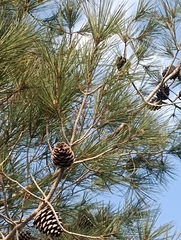 Pinus halepensis