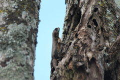 Tropidurus