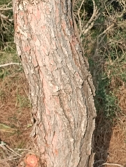 Pinus halepensis