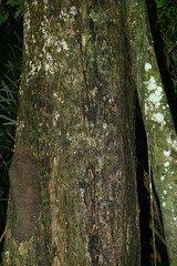 Pterocarpus rohrii