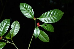 Eumachia kappleri