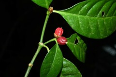 Eumachia kappleri