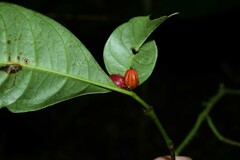 Eumachia kappleri
