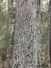 Juniperus deppeana robusta