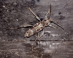 Xylotrechus smei