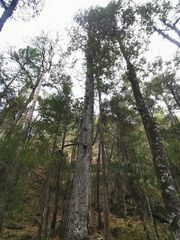 Juniperus deppeana robusta