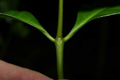 Eumachia kappleri