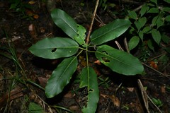 Ficus pakkensis