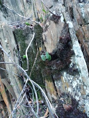 Adromischus maculatus