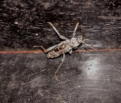 Xylotrechus smei