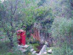 Adromischus maculatus