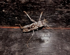 Xylotrechus smei