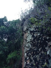 Adromischus maculatus
