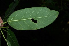 Ficus pakkensis