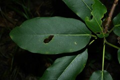 Ficus pakkensis