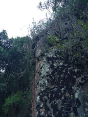Adromischus maculatus