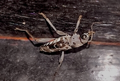 Xylotrechus smei