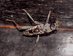 Xylotrechus smei