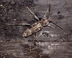 Xylotrechus smei