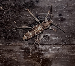 Xylotrechus smei
