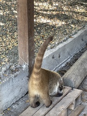 Nasua