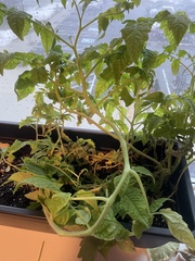 Solanum lycopersicum lycopersicum