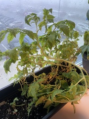 Solanum lycopersicum lycopersicum