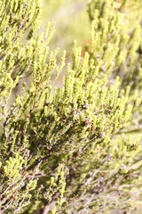 Erica tristis