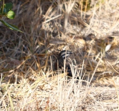 Emberiza capensis capensis