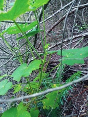 Pelargonium papilionaceum