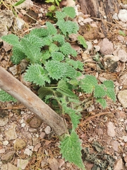 Urtica gracilenta