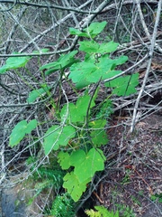 Pelargonium papilionaceum