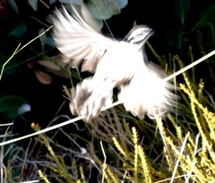 Emberiza capensis capensis
