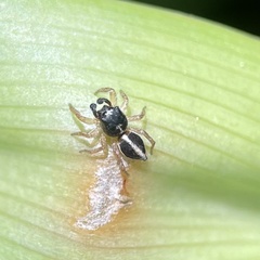 Heliophanus pistaciae