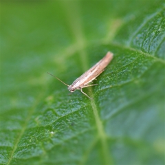 Lepidoptera