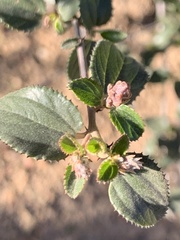 Ceanothus tomentosus