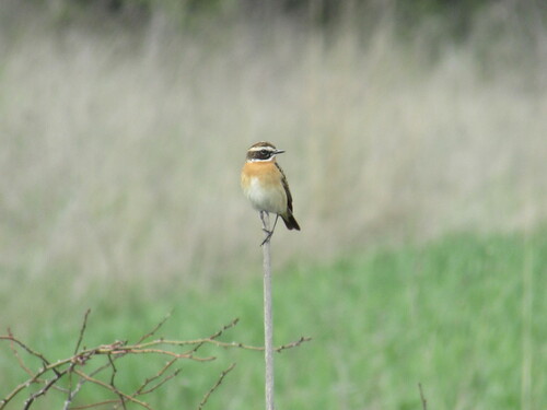 Tarabilla norteña (Saxicola rubetra)