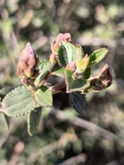 Ceanothus tomentosus