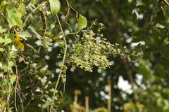 Neoalsomitra clavigera