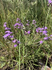 Liatris gracilis