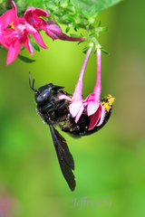 Xylocopa nasalis