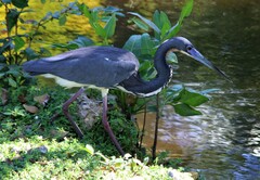 Egretta tricolor