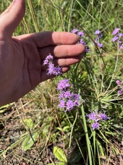 Liatris gracilis