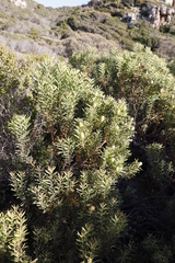Leucadendron coniferum