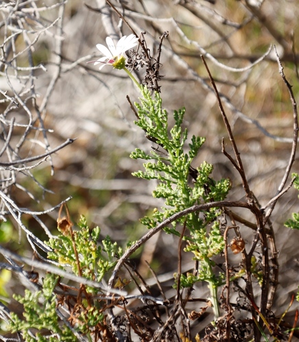 Image of Arctotis aspera by (c) Tony Rebelo, some rights reserved (CC BY-SA)