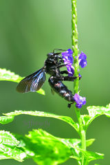 Xylocopa nasalis