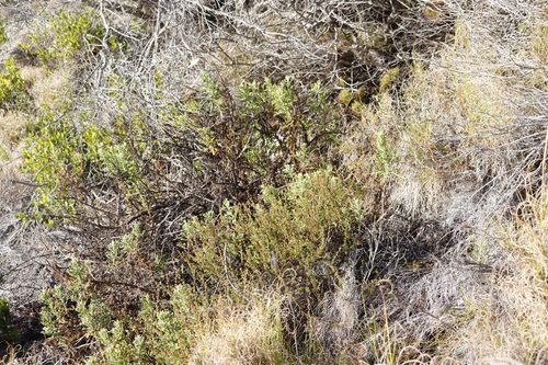 Image of Arctotis aspera by (c) Tony Rebelo, some rights reserved (CC BY-SA)