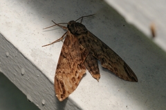 Sphingidae