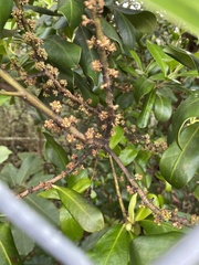 Myrsine cubana